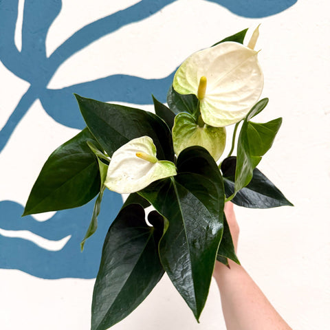 Anthurium andraeanum 'Cocos' - White Flamingo Flower - Sprouts of Bristol