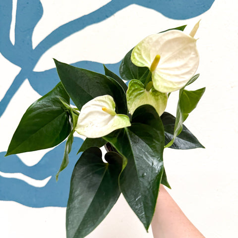 Anthurium andraeanum 'Cocos' - White Flamingo Flower - Sprouts of Bristol