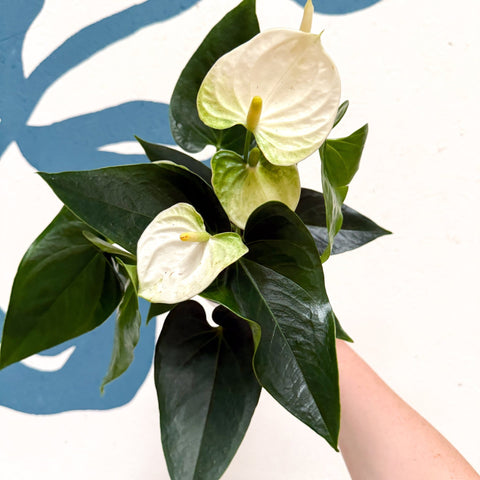 Anthurium andraeanum 'Cocos' - White Flamingo Flower - Sprouts of Bristol