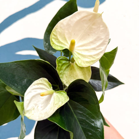 Anthurium andraeanum 'Cocos' - White Flamingo Flower - Sprouts of Bristol