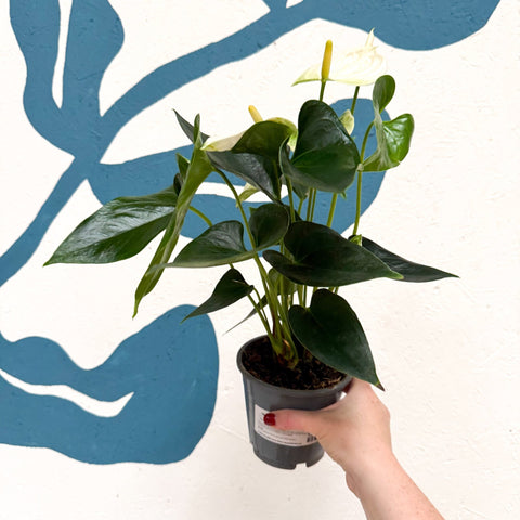 Anthurium andraeanum 'Cocos' - White Flamingo Flower - Sprouts of Bristol