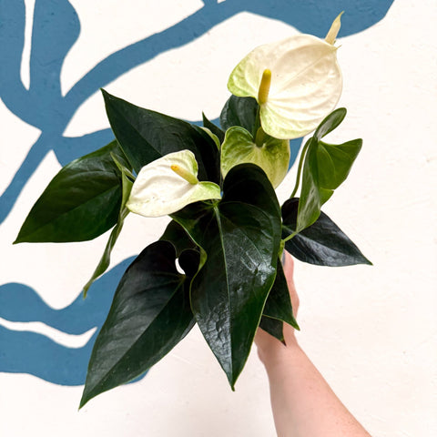 Anthurium andraeanum 'Cocos' - White Flamingo Flower - Sprouts of Bristol