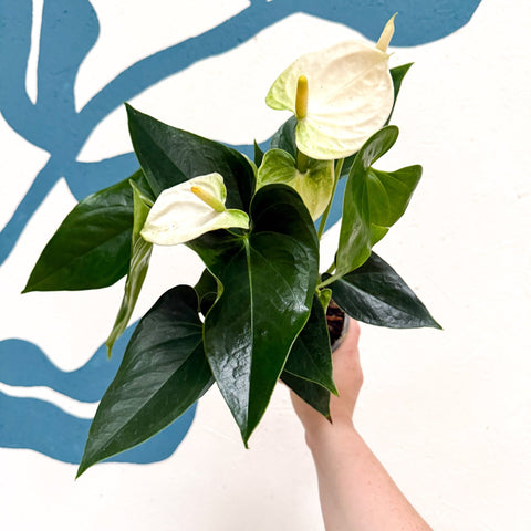 Anthurium andraeanum 'Cocos' - White Flamingo Flower - Sprouts of Bristol