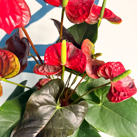 Anthurium andraeanum 'Coral Champion' - Red Flamingo Flower - Sprouts of Bristol