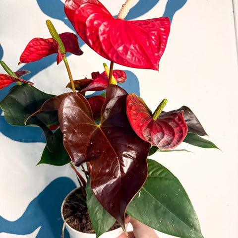 Anthurium andraeanum 'Coral Champion' - Red Flamingo Flower - Sprouts of Bristol