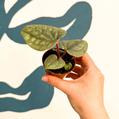 Anthurium luxurians 'Platinum' - Sprouts of Bristol