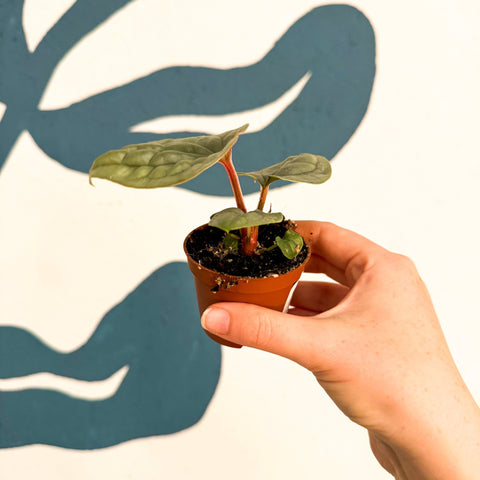 Anthurium luxurians 'Platinum' - Sprouts of Bristol