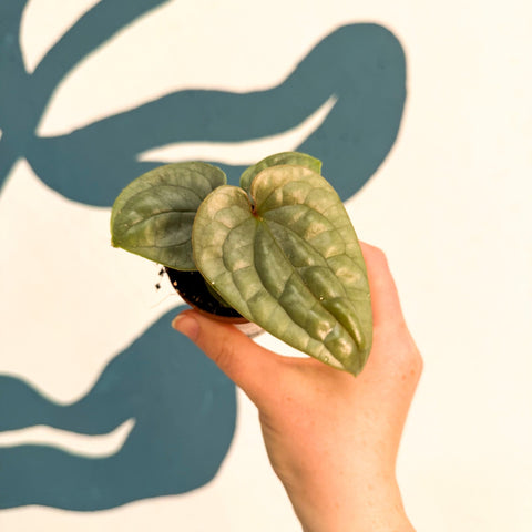 Anthurium luxurians 'Platinum' - Sprouts of Bristol