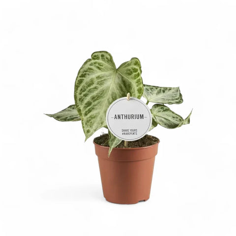 Anthurium ‘Silver Blush Mint’