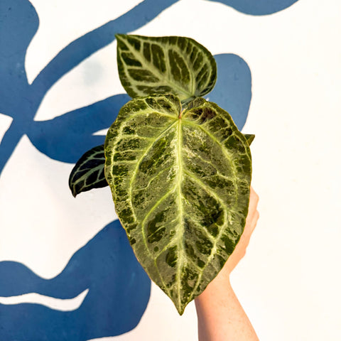 Anthurium ‘Silver Blush Mint’ - Sprouts of Bristol