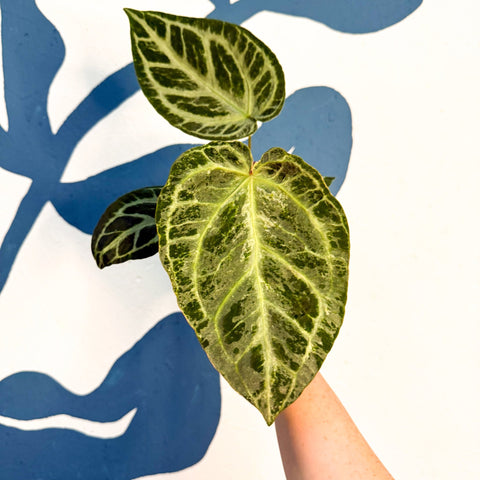Anthurium ‘Silver Blush Mint’ - Sprouts of Bristol