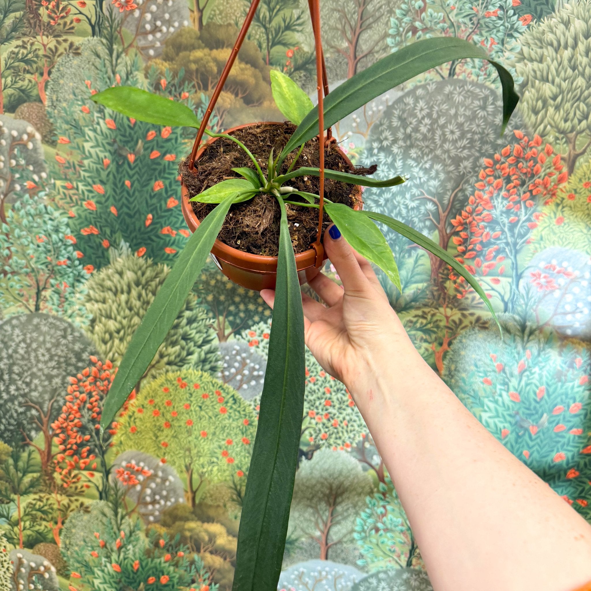 anthurium friedrichsthalii vs vittarifolium Anthurium vittarifolium – Strap Leaf Anthurium – Sprouts of Bristol