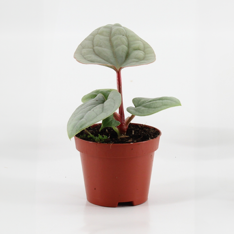 Anthurium luxurians 'Platinum'