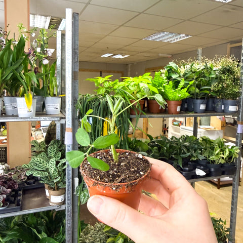 Arachis hypogaea – Peanut Plant - Sprouts of Bristol