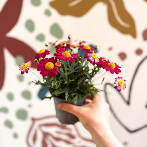 Argyranthemum frutescens 'La Rita Red' - Red Marguerite Daisy - Sprouts of Bristol