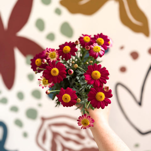 Argyranthemum frutescens 'La Rita Red' - Red Marguerite Daisy - Sprouts of Bristol