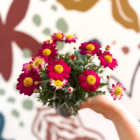 Argyranthemum frutescens 'La Rita Red' - Red Marguerite Daisy - Sprouts of Bristol