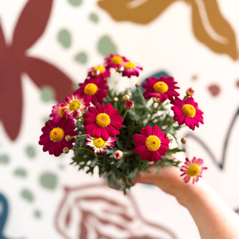 Argyranthemum frutescens 'La Rita Red' - Red Marguerite Daisy - Sprouts of Bristol