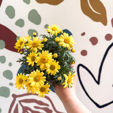 Argyranthemum frutescens 'La Rita Yellow' - Yellow Marguerite Daisy - Sprouts of Bristol