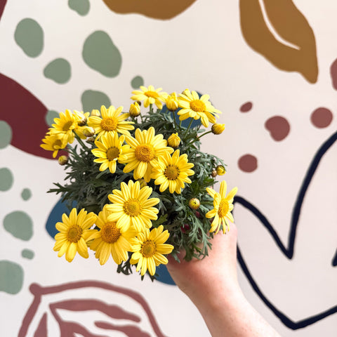 Argyranthemum frutescens 'La Rita Yellow' - Yellow Marguerite Daisy - Sprouts of Bristol
