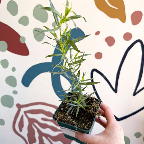 Artemisia dracunculus - French Tarragon - Cotswolds Grown Culinary Herbs - Sprouts of Bristol