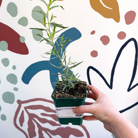 Artemisia dracunculus - French Tarragon - Cotswolds Grown Culinary Herbs - Sprouts of Bristol