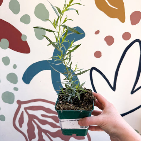 Artemisia dracunculus - French Tarragon - Cotswolds Grown Culinary Herbs - Sprouts of Bristol