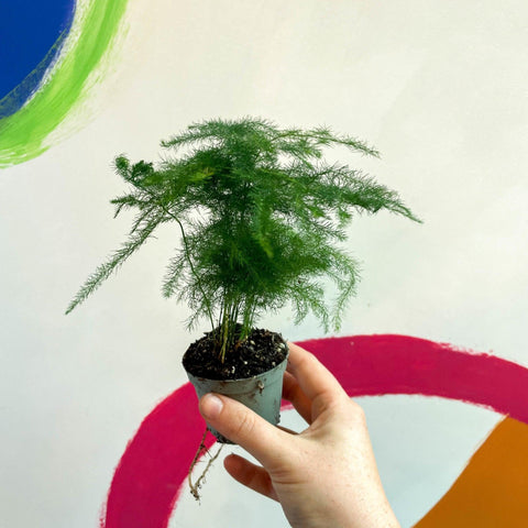 Asparagus setaceus - Asparagus Fern - Sprouts of Bristol