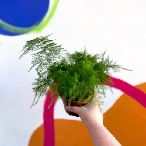 Asparagus setaceus - Asparagus Fern - Sprouts of Bristol