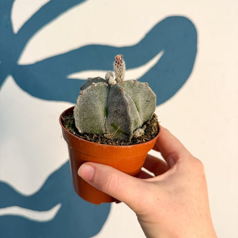 Astrophytum myriostigma - Bishop's Cap Cactus - Sprouts of Bristol