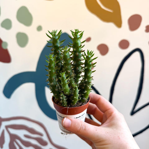 Austrocylindropuntia subulata – Eve's Needle Cactus - Sprouts of Bristol