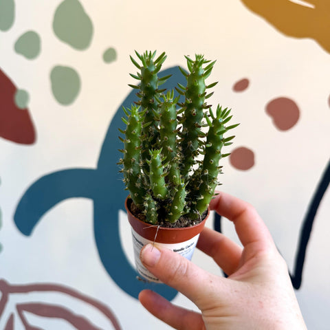 Austrocylindropuntia subulata – Eve's Needle Cactus - Sprouts of Bristol