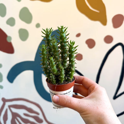 Austrocylindropuntia subulata – Eve's Needle Cactus - Sprouts of Bristol