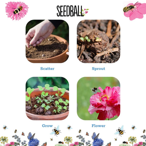 Wildflower Seed Ball Jar – Grow Your Own Wildflowers