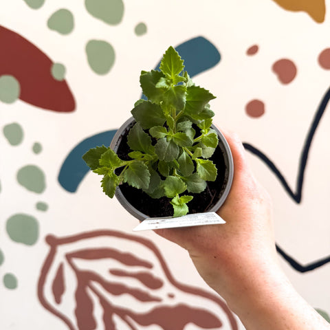 Bacopa 'Baristo® Giga Rose' - Sutera diffusus - British Grown - Sprouts of Bristol