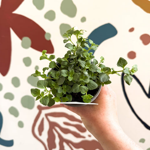 Bacopa 'Baristo® Snowflake' - Sutera diffusus - British Grown - Sprouts of Bristol
