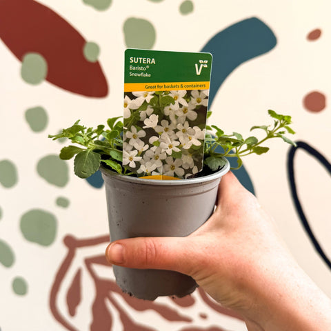 Bacopa 'Baristo® Snowflake' - Sutera diffusus - British Grown - Sprouts of Bristol