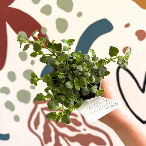 Bacopa 'Baristo® Snowflake' - Sutera diffusus - British Grown - Sprouts of Bristol