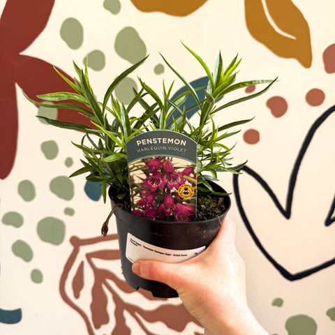 Beard Tongue - Penstemon 'Harlequin Violet' - British Grown Perennial - Sprouts of Bristol