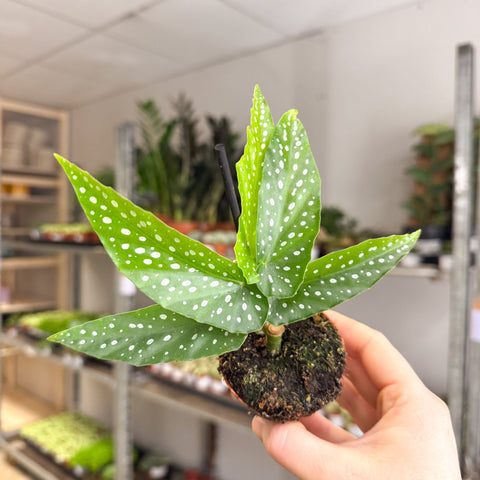 Begonia albopicta – Angel Wing Begonia - Sprouts of Bristol