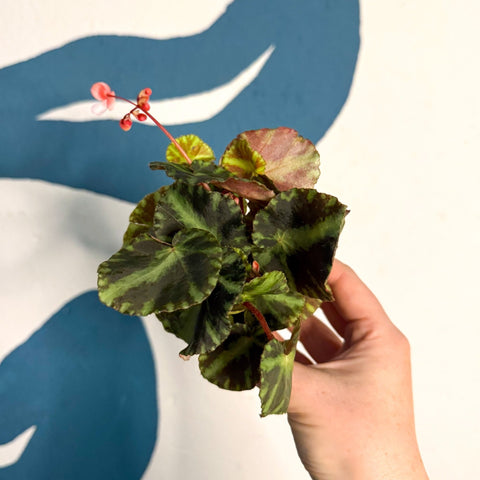 Begonia cleopatrae - Maple Leaf Begonia - Sprouts of Bristol