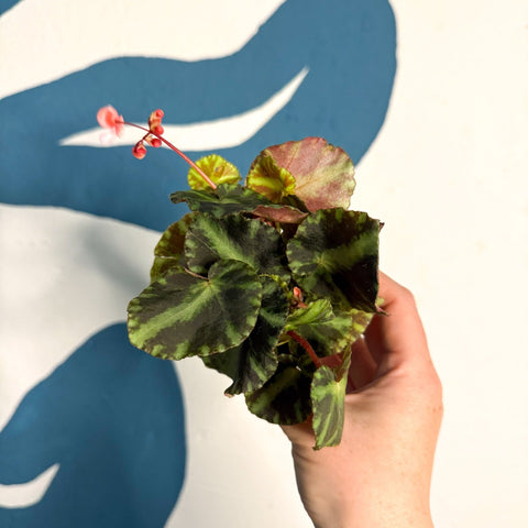 Begonia cleopatrae - Maple Leaf Begonia - Sprouts of Bristol