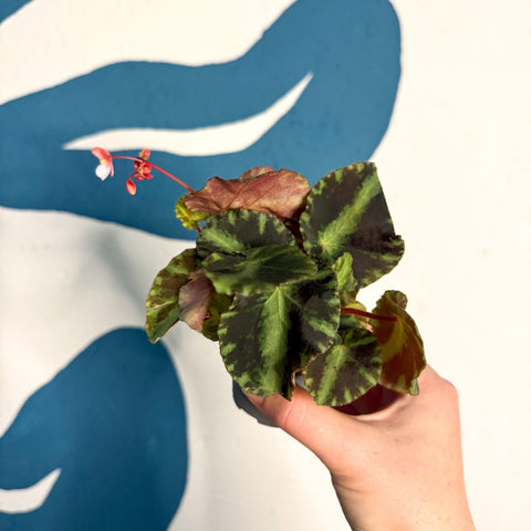 Begonia cleopatrae - Maple Leaf Begonia - Sprouts of Bristol