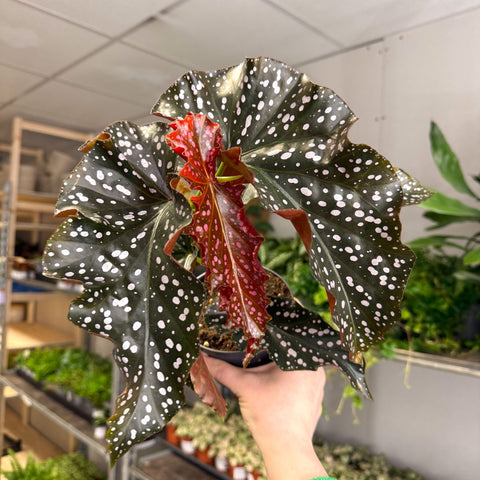 Begonia ‘Cracklin’ Rosie’ - Sprouts of Bristol