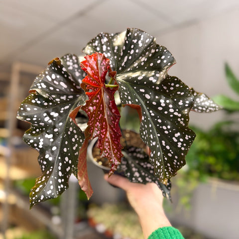Begonia ‘Cracklin’ Rosie’ - Sprouts of Bristol