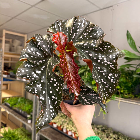 Begonia ‘Cracklin’ Rosie’ - Sprouts of Bristol