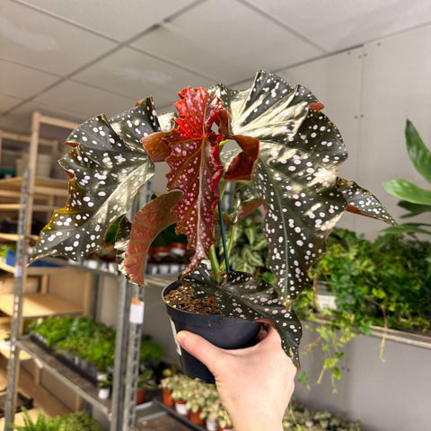 Begonia ‘Cracklin’ Rosie’ - Sprouts of Bristol