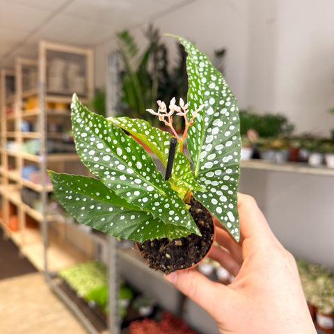 Begonia maculata ‘Bubbles’ – Polka Dot Begonia - Sprouts of Bristol