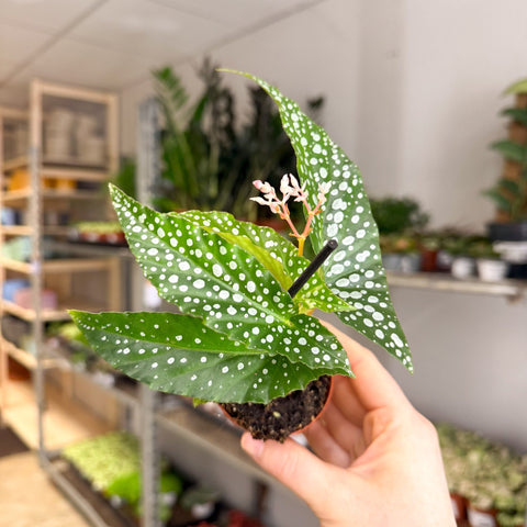 Begonia maculata ‘Bubbles’ – Polka Dot Begonia - Sprouts of Bristol