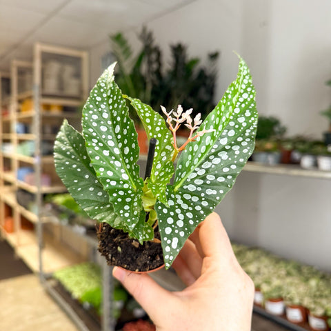 Begonia maculata ‘Bubbles’ – Polka Dot Begonia - Sprouts of Bristol